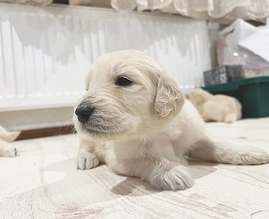 飼い主とペットの写真